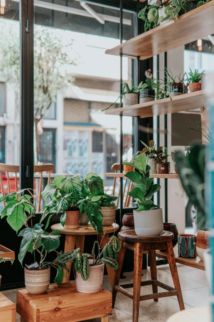 Various potted plants on wooden stools and shelves in a sunlit shop window